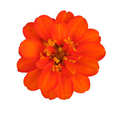 red flower isolated on white background