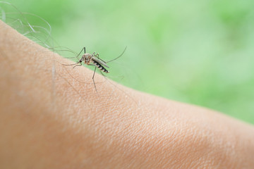 Mosquitoes that are biting and sucking blood from the skin