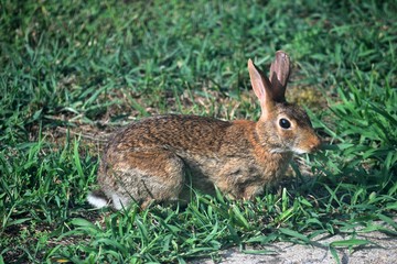 Naklejka na ściany i meble Wild rabbit eating grass in the backyard