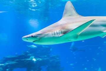 Nice view of big shark