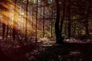 rayons de soleil en  forêt
