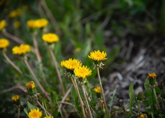 Close up on dandelion with bee on the petals