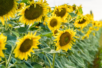 Fototapeta na wymiar Blossoming sunflower field