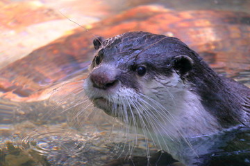 ツメナシカワウソ ヒゲ