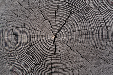 Tree rings of an old wooden log
