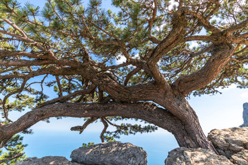 Beautiful coniferous tree on a Mount Ah-Petri in Crimea
