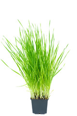 Green wheat sprouts in the black plastic pot isolated on white