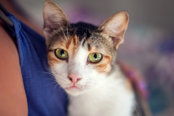 Cat in the animal shelter. Animals rescue concept