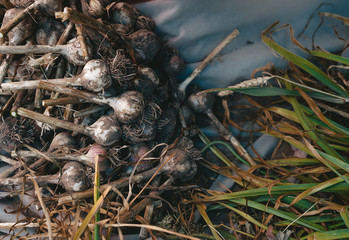 Fresh garlic from the garden.