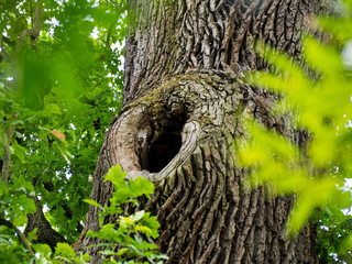 tree trunk with a hole