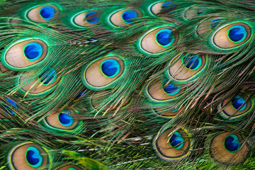 Close-up of peacock eyespot feathers.