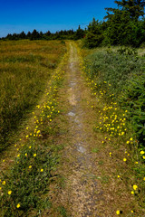 Hirtshals, Denmark A path in the summer sand dunes.