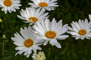 Beautiful meadow daisies closeup. Moscow region.