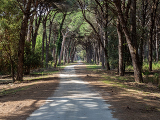 Obraz premium Dirt pathway in a Mediterranean pine forest