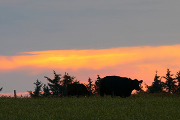 Hirtshals, Denmark Black angus cows grazing in the fields at sunset.