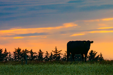 Hirtshals, Denmark Black angus cows grazing in the fields at sunset.