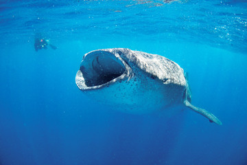 Whale shark blue background Cancun Mexico