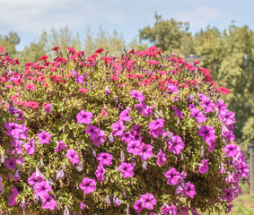 Petunia flowers in park