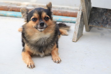 dog in front of house