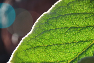 closeup of a leaf