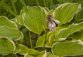 Blooming hosta with a creamy yellow leaf border in  garden