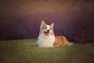 Welsh Corgi Pembroke dog beautifully posing on a lavender field between paths