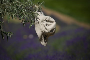 Free-floating gray-leaved hat on, a deciduous branch with a lavender field in the background