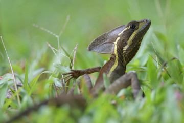 Brown basilisk hiding in grass