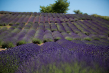 Fototapeta na wymiar Beautifully blooming lavender bushes on a large lavender field