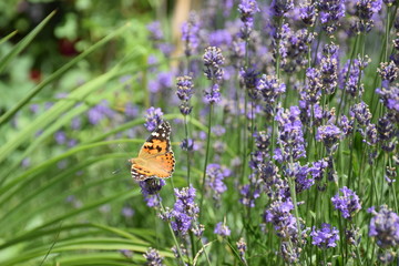 Butterfly love lavender