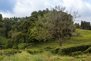 Tea fields and a tree, Sao Miguel, Azores