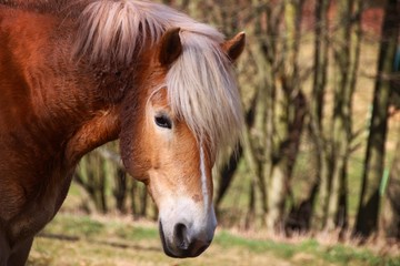 Obraz premium portrait of a horse