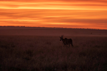 A beautiful sunset in the plains of Africa inside Masai mara national reserve with zebras grazing in the foreground