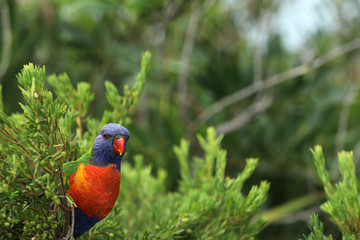 Allfarblori Papagei in Australien