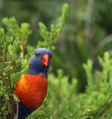 Allfarblori Papagei in Australien