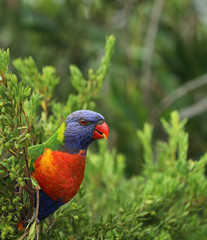 Allfarblori Papagei in Australien