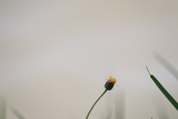  yellow flower on backgound from water in city