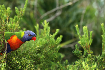 Allfarblori Papagei in Australien