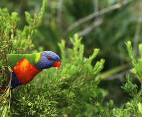 Allfarblori Papagei in Australien