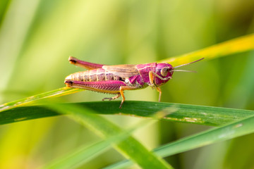 Pinkfarbener Grashüpfer (ein modebewusstes Weibchen?) auf Brautschau und Partnersuche im Gras und Gebüsch