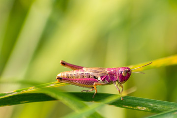 Pinkfarbener Grashüpfer (ein modebewusstes Weibchen?) auf Brautschau und Partnersuche im Gras und Gebüsch