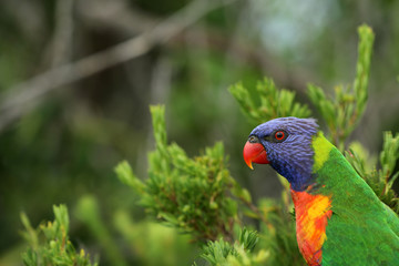 Allfarblori Papagei in Australien