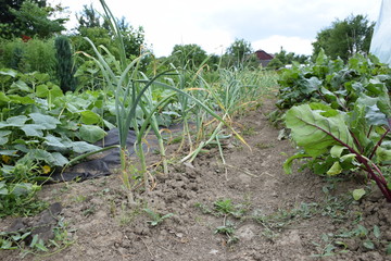 young vegetables in the garden