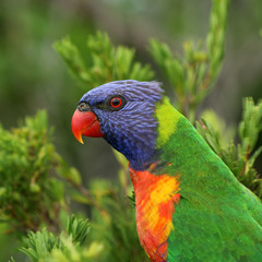 Allfarblori Papagei in Australien