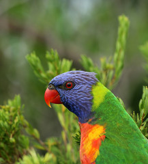 Allfarblori Papagei in Australien