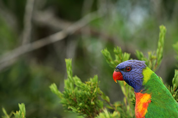 Allfarblori Papagei in Australien