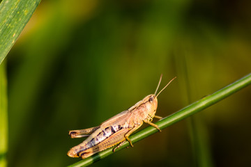 Grashüpfer / Heuschrecke als Plage für die Landwirtschaft und Nahrung der Zukunft hüpft durchs Gras im Garten und auf den Feldern der Landwirtschaft