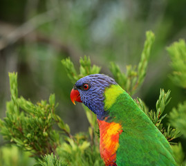 Allfarblori Papagei in Australien