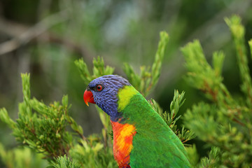 Allfarblori Papagei in Australien