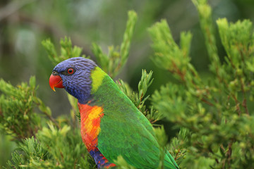 Allfarblori Papagei in Australien